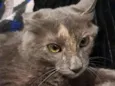 Nina