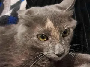 Gato raça SRD-ViraLata idade 2 a 6 meses nome Nina