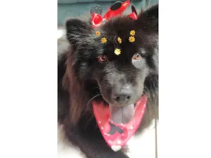 Cachorro raça SRD-ViraLata idade  nome Pandora