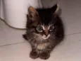 Tom