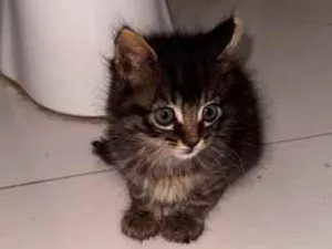 Gato raça SRD-ViraLata idade 2 a 6 meses nome Tom