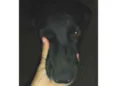 Aninha