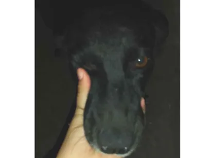 Cachorro raça SRD-ViraLata idade 4 anos nome Aninha