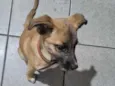 Cachorrinho Filhote