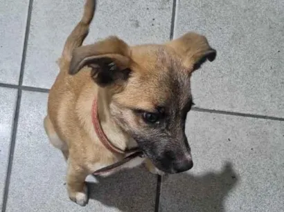 Cachorro raça SRD-ViraLata idade 2 a 6 meses nome Cachorrinho Filhote