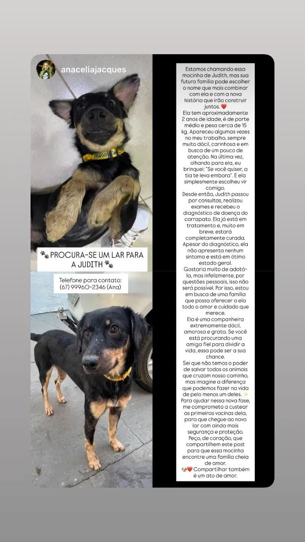 Cachorro raça SRD-ViraLata idade 4 anos nome Judith