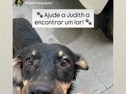 Cachorro raça SRD-ViraLata idade 4 anos nome Judith