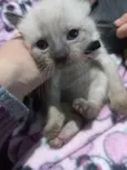 gatinhos 