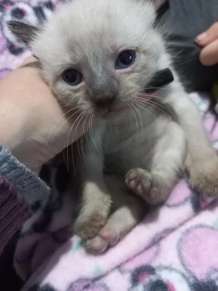 Gato raça Siamês idade Abaixo de 2 meses nome gatinhos 