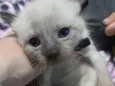 gatinhos 