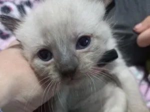 Gato raça Siamês idade Abaixo de 2 meses nome gatinhos 