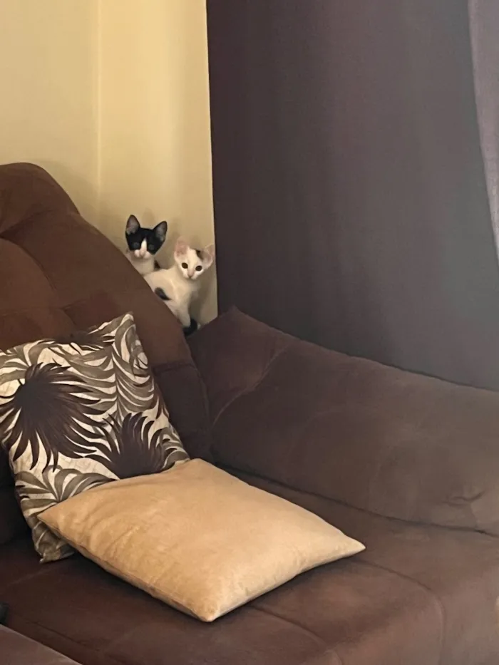 Gato raça SRD-ViraLata idade 2 a 6 meses nome Carapixo e Lady