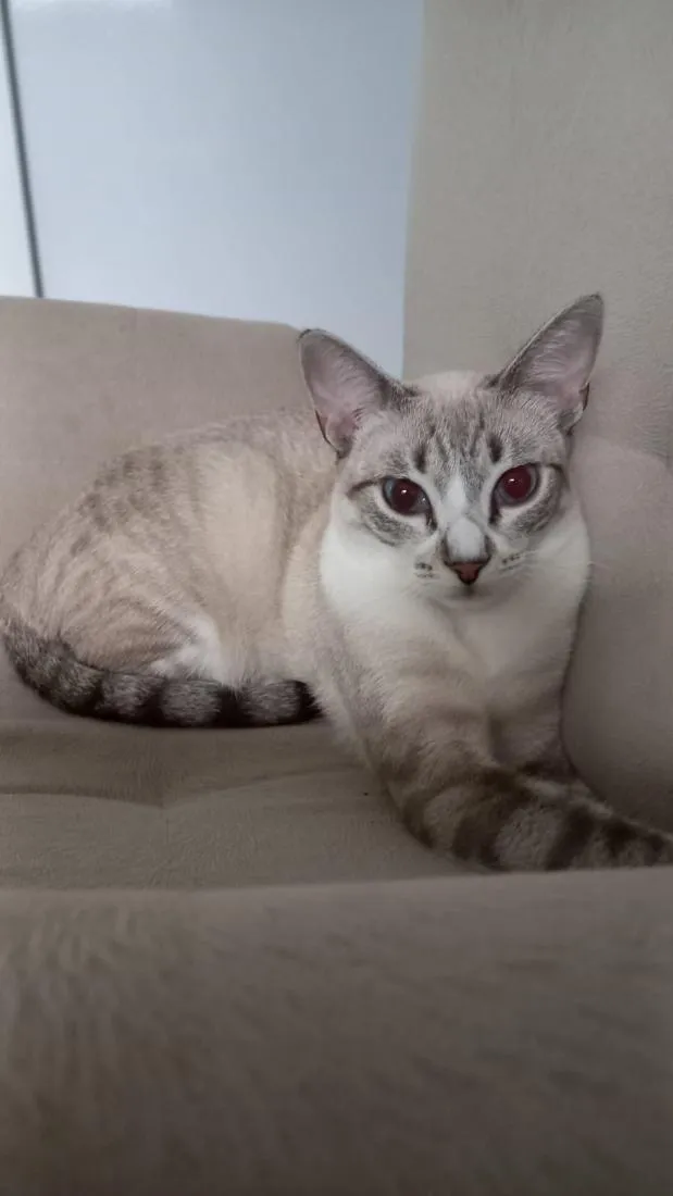 Gato raça SRD-ViraLata idade 2 anos nome Lili