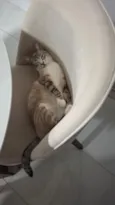 Lili