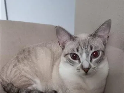 Gato raça SRD-ViraLata idade 2 anos nome Lili