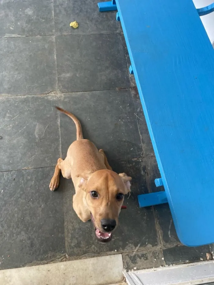 Cachorro raça SRD-ViraLata idade 1 ano nome Lessy