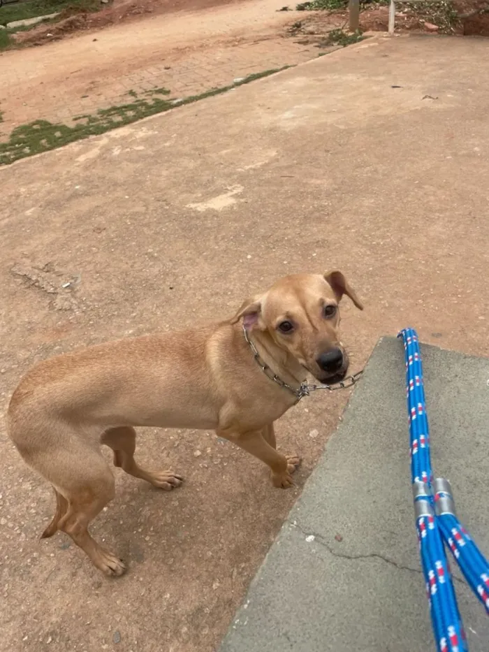 Cachorro raça SRD-ViraLata idade 1 ano nome Lessy