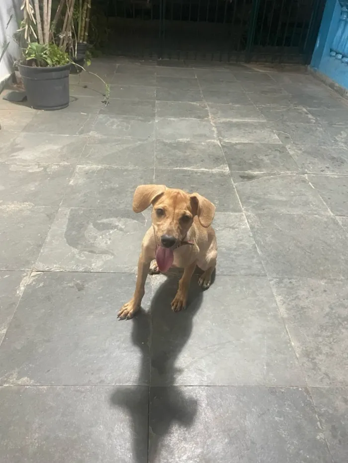 Cachorro raça SRD-ViraLata idade 1 ano nome Lessy