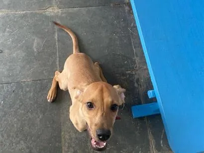 Cachorro raça SRD-ViraLata idade 1 ano nome Lessy