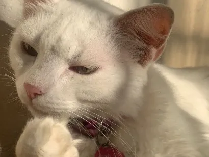 Gato raça SRD-ViraLata idade 4 anos nome Jade