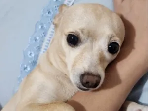 Cachorro raça Pinscher idade 6 ou mais anos nome Belinha