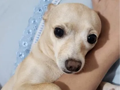 Cachorro raça Pinscher idade 6 ou mais anos nome Belinha