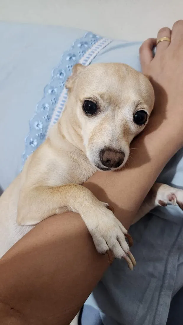 Cachorro raça Pinscher idade 6 ou mais anos nome Belinha