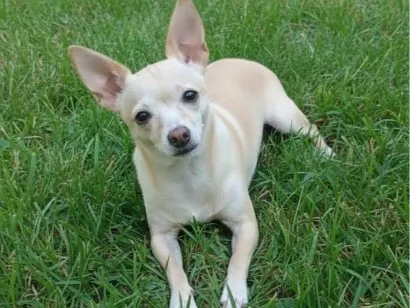 Cachorro raça Pinscher idade 6 ou mais anos nome Belinha