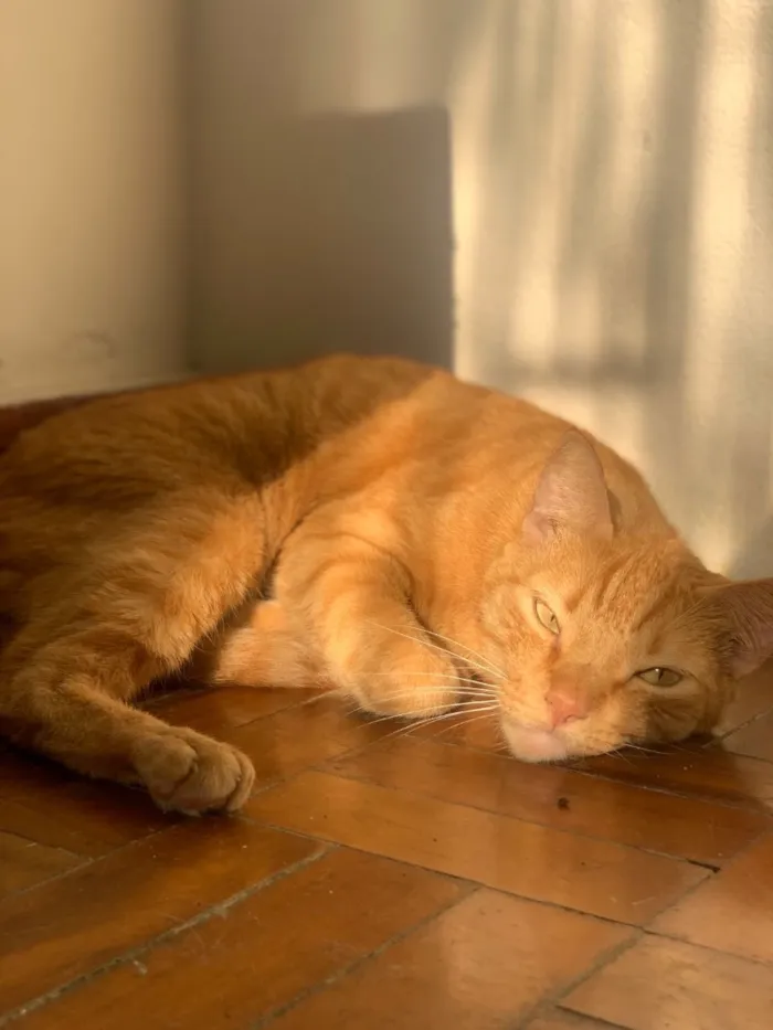 Gato raça SRD-ViraLata idade 5 anos nome Hary
