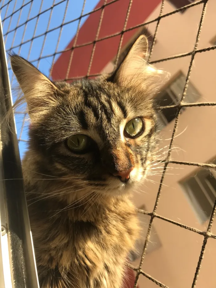 Gato raça SRD-ViraLata idade 4 anos nome Shelby