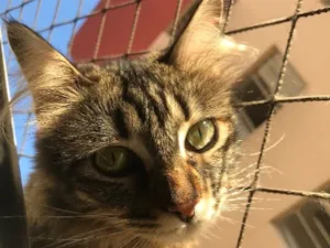 Gato raça SRD-ViraLata idade 4 anos nome Shelby