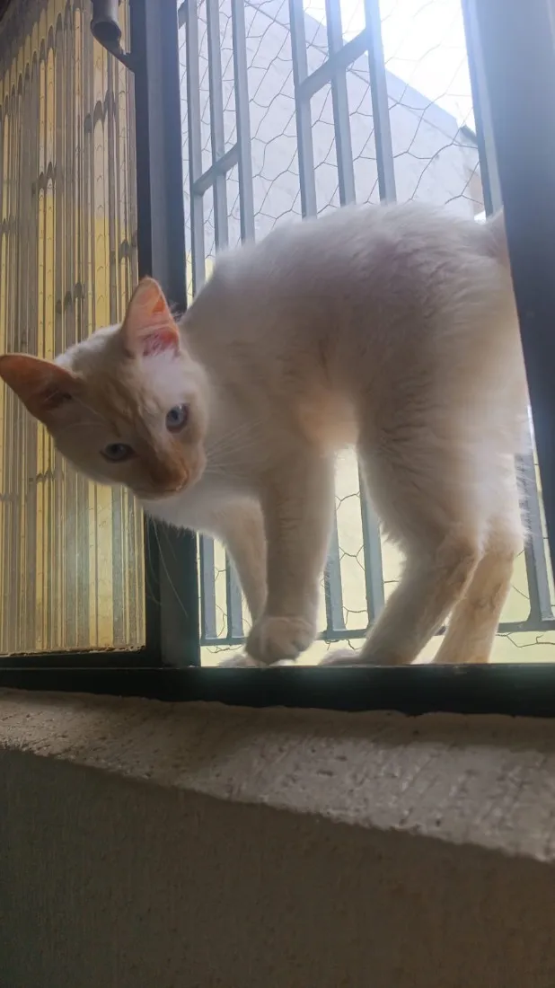 Gato raça SRD-ViraLata idade 3 anos nome Lucas