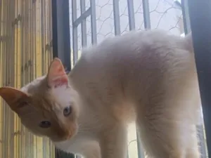 Gato raça SRD-ViraLata idade 3 anos nome Lucas