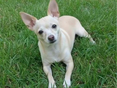 Cachorro raça Pinscher idade 6 ou mais anos nome Belinha