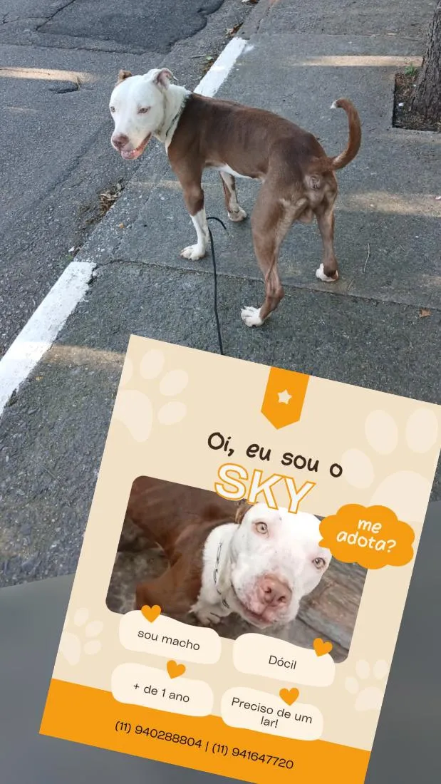 Cachorro raça Pit-Bull idade 1 ano nome Sky