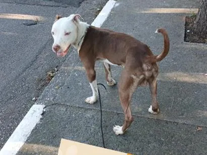 Cachorro raça Pit-Bull idade 1 ano nome Sky