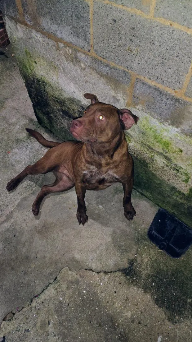 Cachorro raça Pit-Bull idade 1 ano nome Pandora 