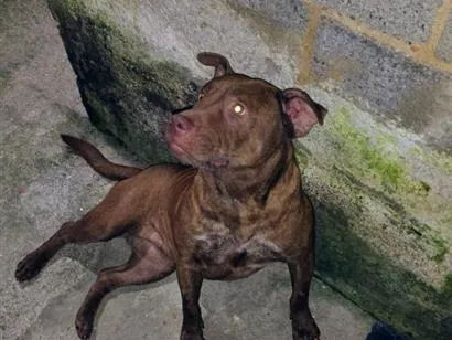 Cachorro raça Pit-Bull idade 1 ano nome Pandora 