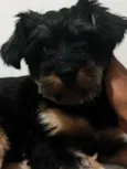 Ayla