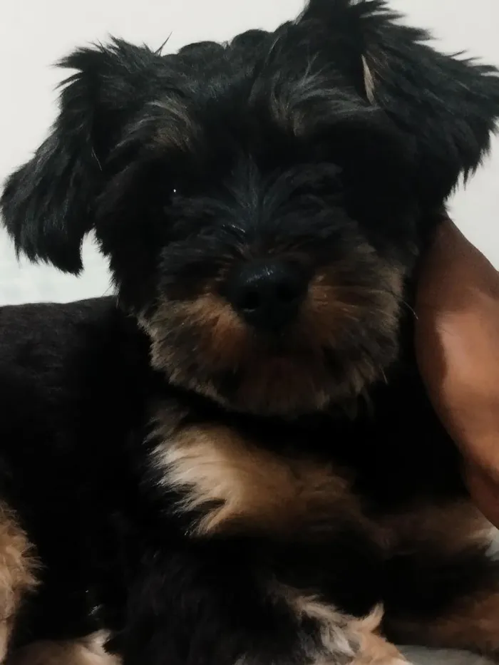 Cachorro raça Shitzu idade 2 anos nome Ayla
