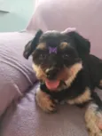 Ayla