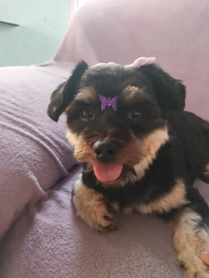 Cachorro raça Shitzu idade 2 anos nome Ayla