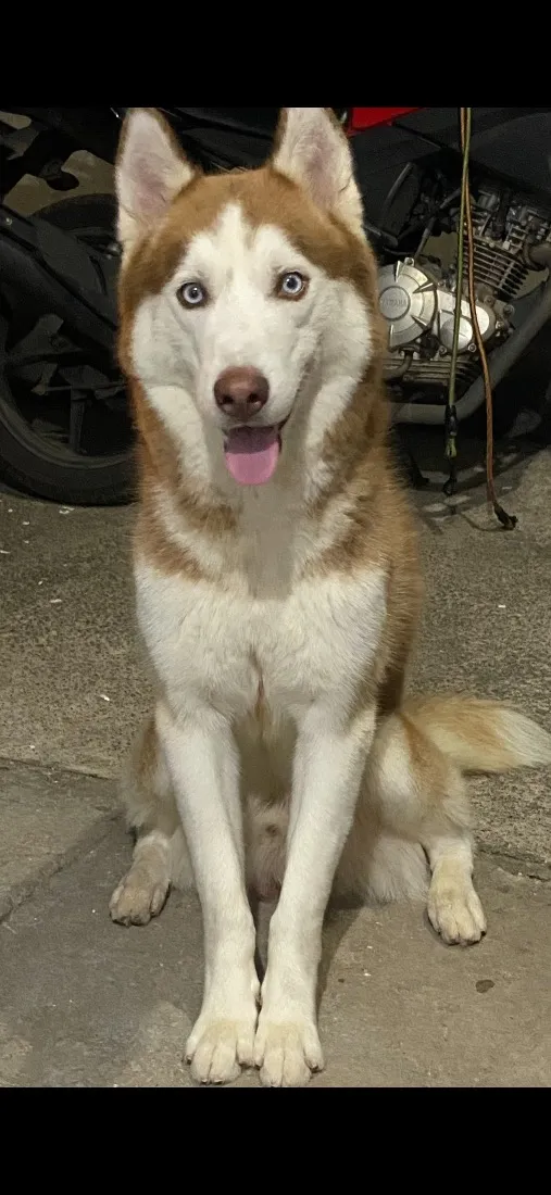 Cachorro raça Basset-Cofap idade 2 anos nome Thor