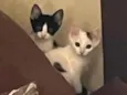 Carapixo e Lady
