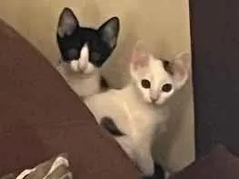 Gato raça SRD-ViraLata idade 2 a 6 meses nome Carapixo e Lady