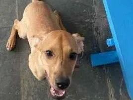 Cachorro raça SRD-ViraLata idade 1 ano nome Lessy