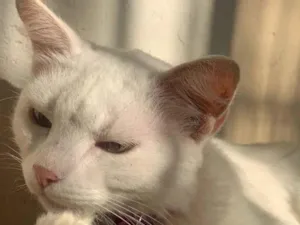 Gato raça SRD-ViraLata idade 4 anos nome Jade