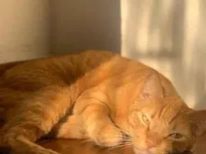 Gato raça SRD-ViraLata idade 5 anos nome Hary