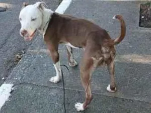 Cachorro raça Pit-Bull idade 1 ano nome Sky