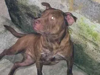 Cachorro raça Pit-Bull idade 1 ano nome Pandora 